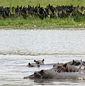 Hippo Pool Okavango Delta Botswana