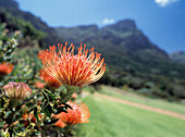 Protea flowers in Kirstenbosch Botanical Gardens with Table Mountain behind, Cape Town, South Africa.