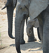 Baby elephant and elders in Kruger National Park, Kruger National Park, South Africa
