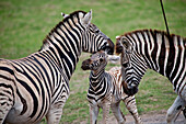 Kariega Game Reserve, South Africa