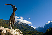 Bronze statue of chamois Zlatorog, Jasna Lake, Kranjska Gora, Gorenjska, Slovenia