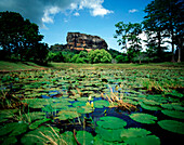 Lily pond & Sigiriya Rock Fortress, Sigiriya, Sri Lanka