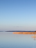 Reed bed at Lake Vanern, Mariestad, Sweden