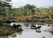 Wildebeest in Serengeti, Tanzania