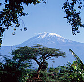 Mt. Kilimanjaro, Moshi, Tanzania, Africa