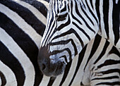 Zebras face and mid body, Close up, Ngorogoro National Park, Tanzania