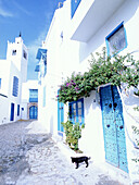 Small dog in street in front of whitewashed building, Sidi Bou Said, Tunisia