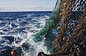 Hauling in the nets aboard a trawler, Devon, England