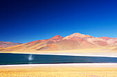 Chile, Atacama, altiplano, Laguna Miscanti