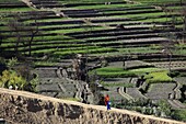 Nepal, Kathmandu Valley, rural scenery at Bhaktapur