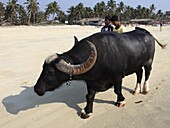 India, Goa, Colva beach, buffalo