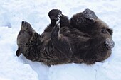 EUROPEAN BROWN BEAR (URSUS ARCTOS) IN SNOW, BAYERISCHER WALD NATIONAL PARK, GERMANY