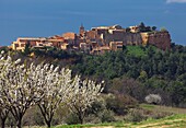 France, Provence, Vaucluse, Roussilon, cherry trees in blossom in the foreground