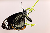 Danaus plexippus monarch butterfly