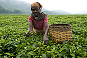 Rwanda, tea harvesting