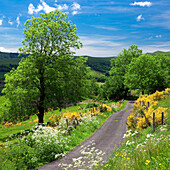 France, Auvergne, Cantal, country road