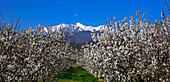 France, Pyrénées, cherry trees in blossom, Canigou mountain in background