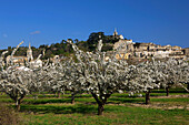 France, Provence, Vaucluse, Bonnieux, cherry trees in bloom