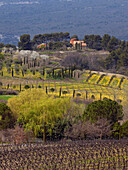 France, Provence, Vaucluse, region of Roussillon, olive trees and vineyards