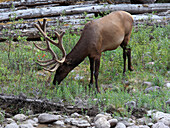 Canada, Alberta, Jasper National Park, elk, cervus canadensis, wapiti