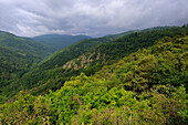 FOREST IN ALSACE, HAUT RHIN, FRANCE