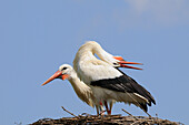 WHITE STORKS PAIR (CICONIA CICONIA) CALLING AT NEST, ALSACE, HAUT RHIN, FRANCE