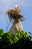 WHITE STORK (CICONIA CICONIA) WITH NESTING MATERIAL IN BEAK, ALSACE, HAUT RHIN, FRANCE