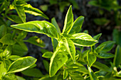 Close-up of basil