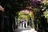 Algeria, Tipaza, flowered lane