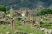 Algeria, Kabylia, Djemila roman ruins