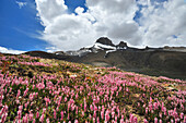 Blumenwiese mit vergletschertem Berg im Hintergrund, Pass bei Photoksar, Sengi La, Sengge La, Großer Zanskar Trek, Zanskargebirge, Zanskar, Ladakh, Indien