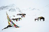 Monks, people and pack animals at snow-covered pass, Shingo La, Zanskar Range Traverse, Zanskar Range, Zanskar, Ladakh, India