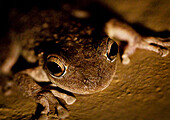 Frog at Night, Close-Up, High Angle View