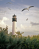 Seagulls Flying By Lighthouse, Florida, USA