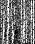Bare White Birch Trees, Northern California, USA