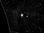 Spider and Web Against Black Background