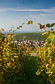 Weinberge in Ebringen, Markgräflerland, nahe Freiburg im Breisgau, Schwarzwald, Baden-Württemberg, Deutschland