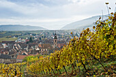 Vineyards near Riquewihr, near Colmar, Alsace, France