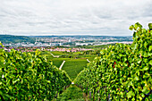 View towards Stuttgart through vineyards, Stuttgart, Baden-Wurttemberg, Germany
