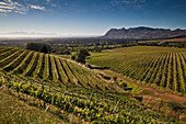 View onto the vineyards of the winery Klein Constantia, Constantia, Cape Town, Western Cape, South Africa, RSA,  Africa