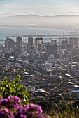 View from Signal Hill onto Cape Town, Cape Town, Western Cape, South Africa