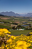 Blick über Weinberge des Weingutes Jordan, Stellenbosch, Westkap, Südafrika, Afrika