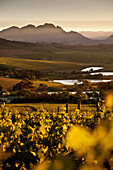 View onto the vineyards of Jordan Winery at sunrise, Stellenbosch, Western Cape, South Africa