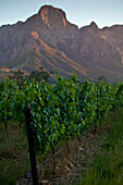 Blick über Weinberge des Weingutes Boschendal zur Gebirgskette Groot Drakenstein, Stellenbosch, Westkap, Südafrika, Afrika