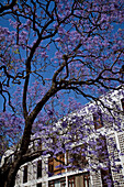 Typischer Jacarandabaum in Stellenbosch, Westkap, Südafrika, Afrika