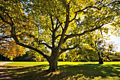 Laubbaum im Park, Schloß Belvedere bei Weimar, Thüringen, Deutschland