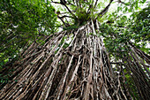 Strangler Fig Tree in the rainforest, Curtain Fig Tree National Park, Atherton Tablelands, Queensland, Australia