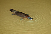 Swimming duckbill platypus, Ornithorhynchus anatinus, Atherton Tablelands, Queensland, Australia