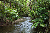 Bach im Regenwald, Oliver Creek, Daintree Nationalpark, Nord Queensland, Australien