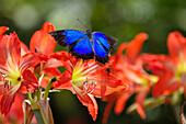 Ulysses butterfly on lilies, Papilio ulysses, Atherton Tablelands, Queensland, Australia
